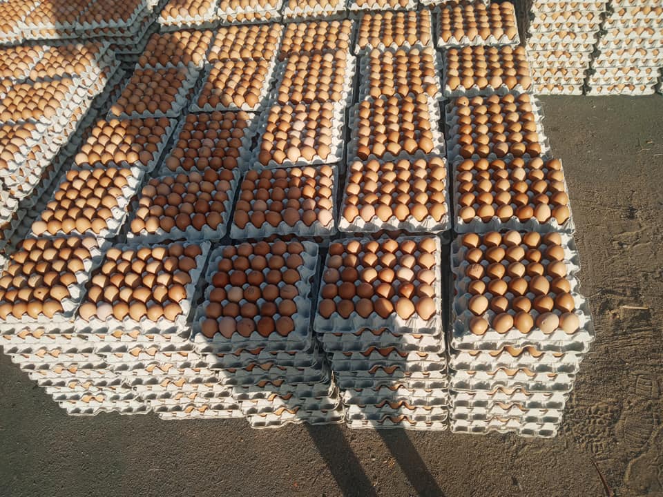 Fresh Farm Wholesale Large Eggs For Sale SAVEMARI