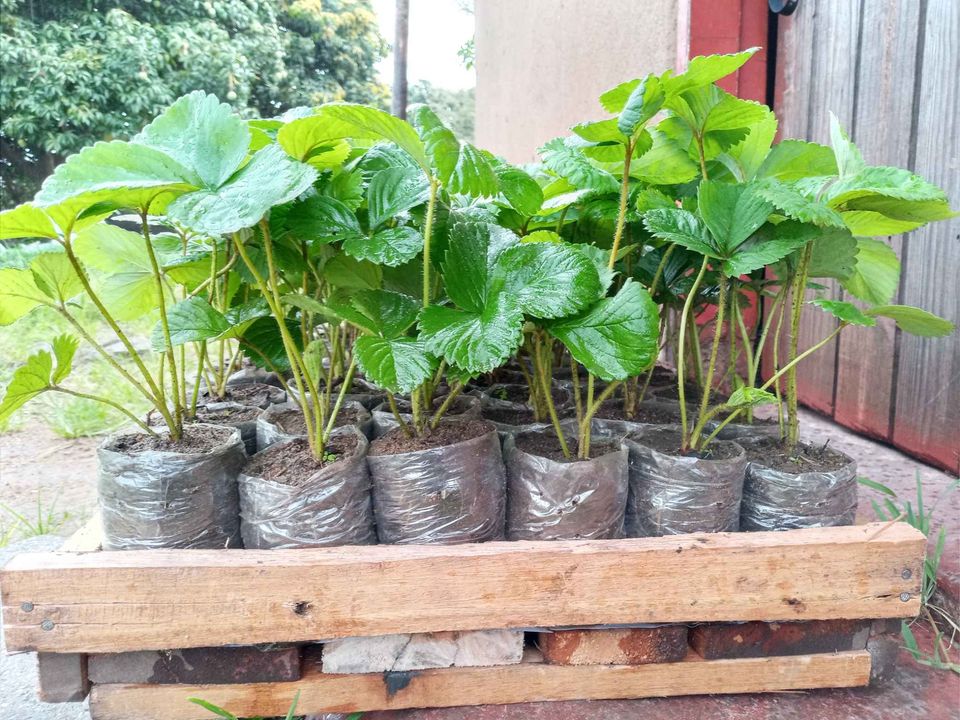 STRAWBERRY SEEDLINGS FOR SALE SAVEMARI