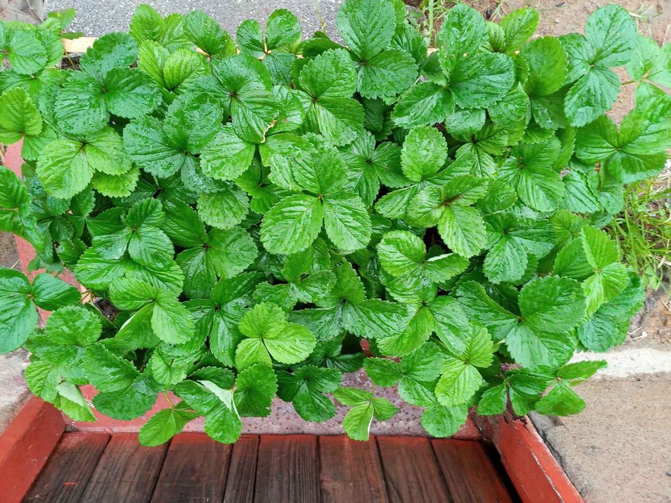 STRAWBERRY SEEDLINGS FOR SALE SAVEMARI