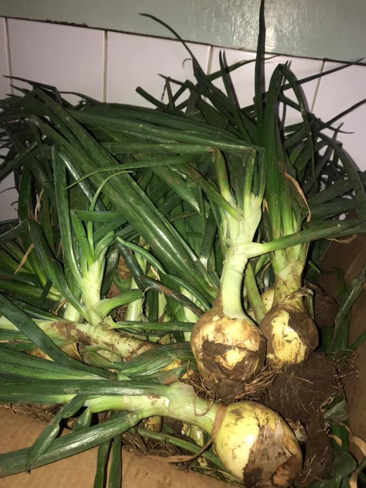 Fresh Farm King Onions Box Of 50 For Sale SAVEMARI