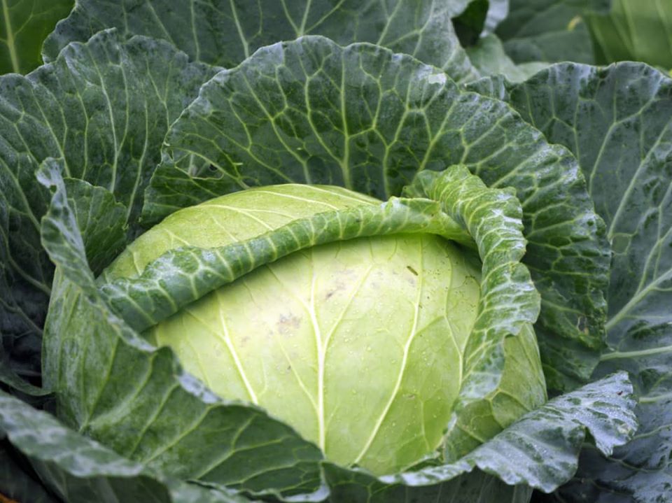 Fresh From The Farm Cabbages For Sale SAVEMARI